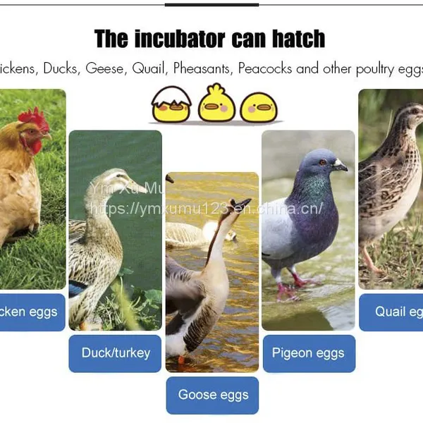 Automatic Chicken Eggs Hatcher Incubators photo-4