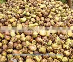 Wholesale Desiccated Coconut in India photo-4