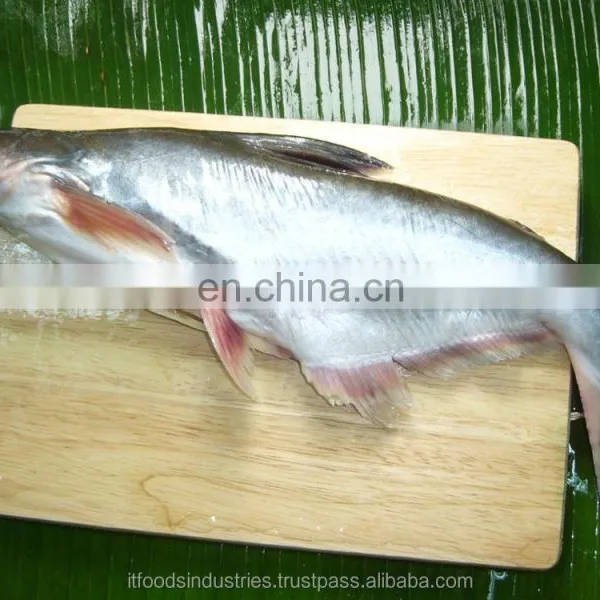 Frozen Pangasius (Pangasius Hypophthalmus) photo-3
