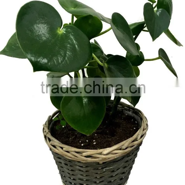 Home Garden Plant Pots, Flower Pots photo-3