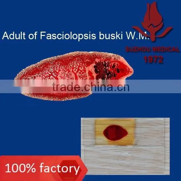 Microscope Prepared Slides Parasite Slides photo-3