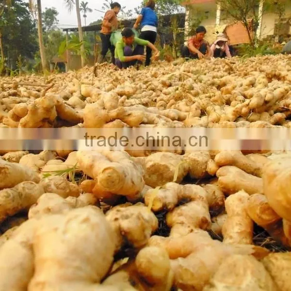 VIET NAM FRESH GINGER NEW HAVEST 2016 photo-2