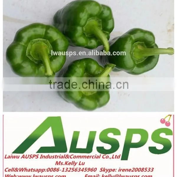 fresh green capsicum to Thailand market
