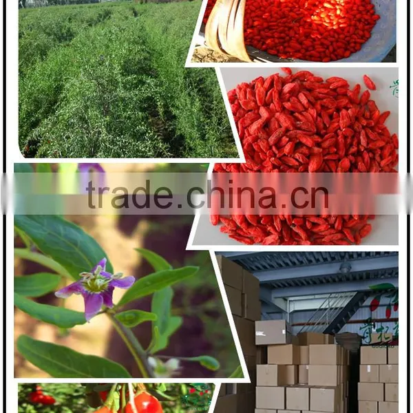 50% 75% Polysaccharides Organic Goji Berry Powder photo-2