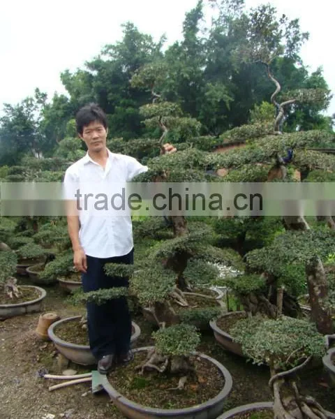 Landscaping and Outdoor Bonsai Usage Chinese Ulmus Pulila photo-5