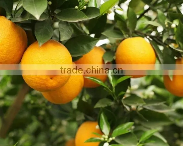 Citrus Extract Hesperidin HPLC photo-5