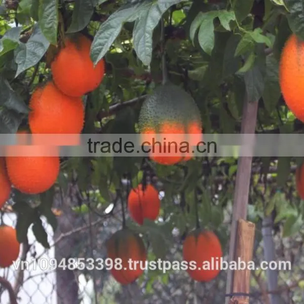 Gac Fruit Puree photo-4