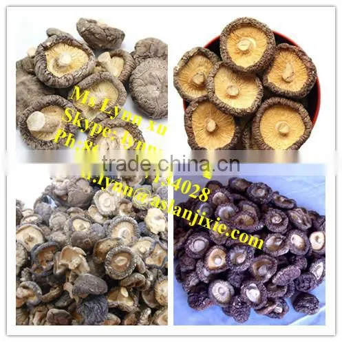 Hot Sale Shiitake Mushroom for Sale photo-4