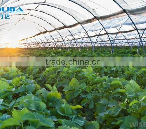 High Quality Cheap Poly Tunnel Greenhouse photo-2