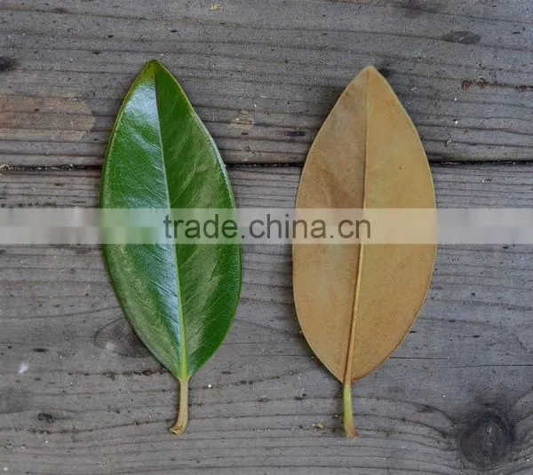 Real Preserved Magnolia Leaves Magnolia Branches for Export photo-3