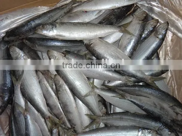 Wholesale Frozen Sardine on Sale photo-2