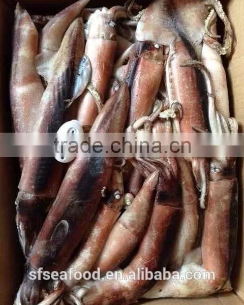 Black Pomfret of Japanese Squid photo-2