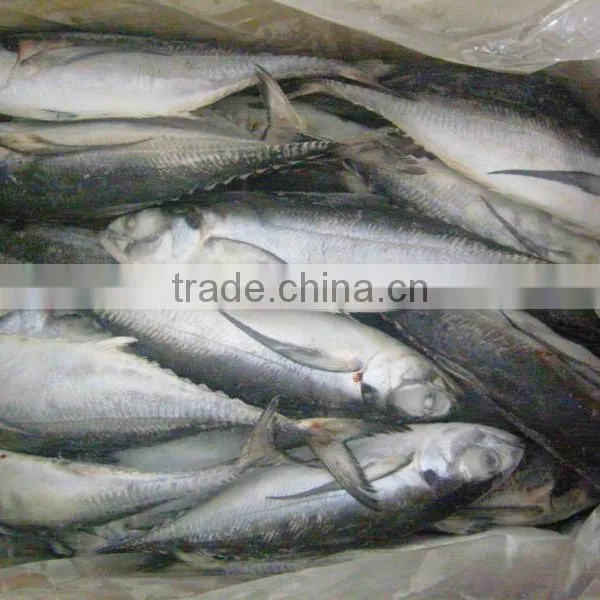 New Catching Wholesale Frozen Japanese Jack Mackerel photo-2