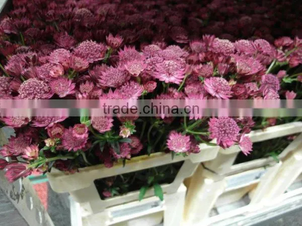 Astrantia photo-2
