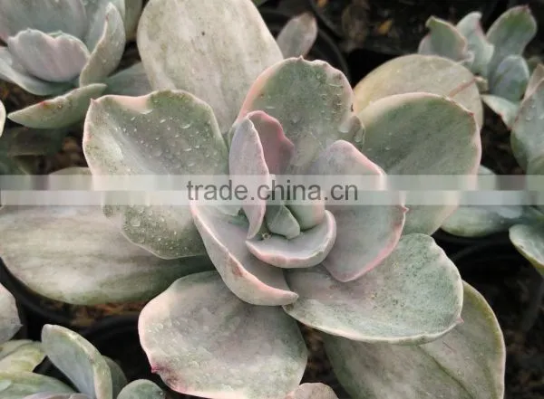 Succulent Plants Tropical Plants Decorative Plants Echeveria Decora Variegated photo-2