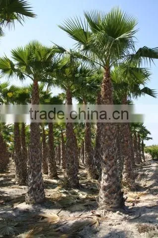 Washingtonia Robusta Palm Tree photo-2