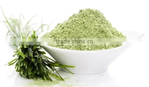 Superior Quality Wheat Grass Powder For Sales photo-4