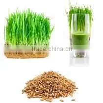 Premium Grade Wheat Grass Powder At Your Door Steps photo-2