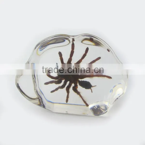 2016 New Design Promotional Gift Desk Decoration Real Insect photo-5