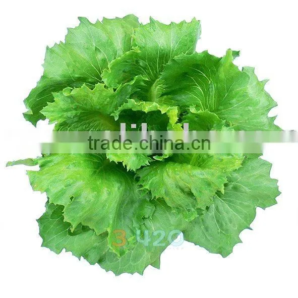 Lettuce - Iceburg (Southbay)
