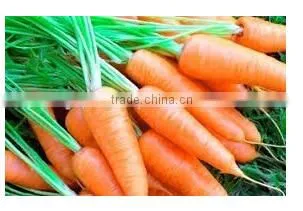 Fresh Carrot