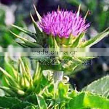 Milk Thistle P.E. Standard Herbal Extract