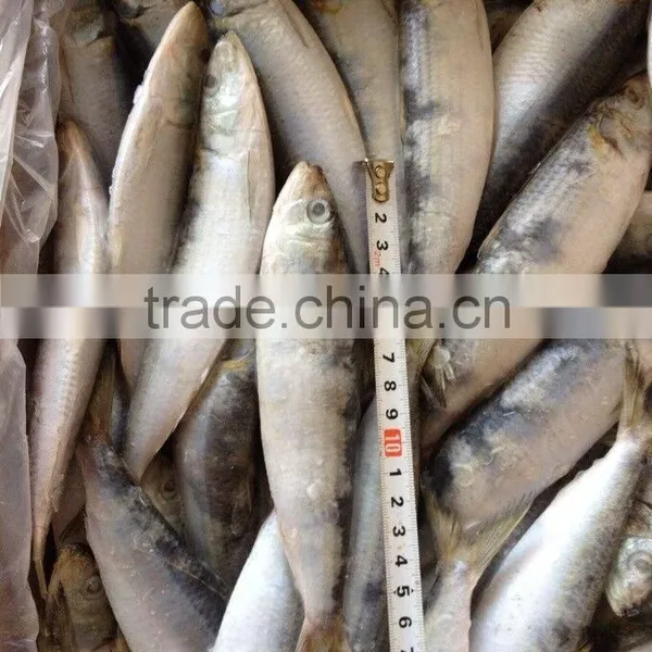 Good Good Quality Frozen Lighting Sardine 100-120pcs/ctn photo-2