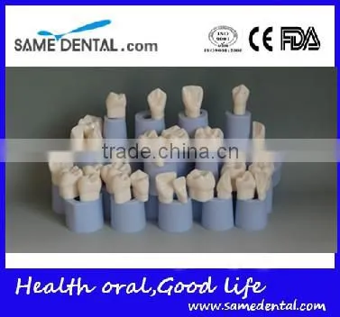 High Quality 4 Times Dental Crown Silastic Mould photo-2