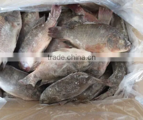 Frozen Tilapia Whole Round Fish