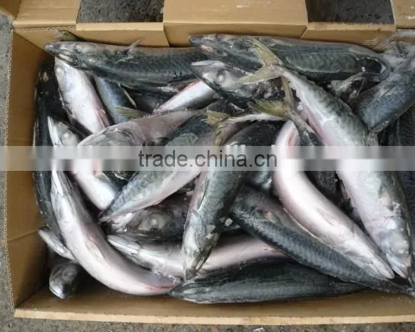 Japanese Mackerel photo-2