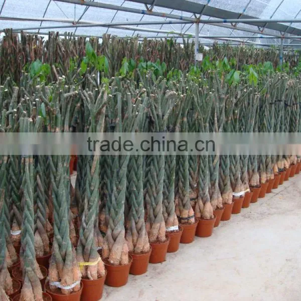 Pachira Macrocarpa of Indoor Outdoor Ornamental Bonsai Plants photo-5