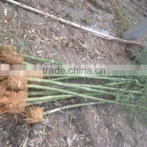 Perennial Plants Bamboo Seedling photo-6