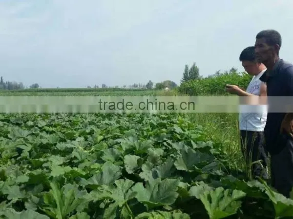 Buy Big Siz BLACK MELON SEEDS photo-4