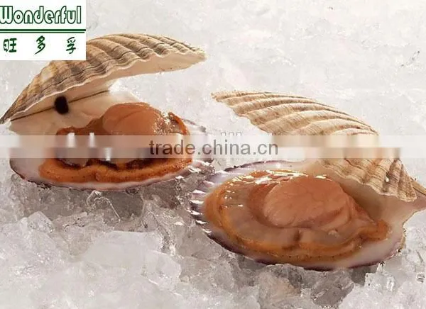 Manufacturer Wholesale Price Fish Feed With High Protein, Shell Meal, Shell Meat|flesh Powder photo-4