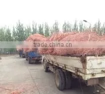 Copper Scrap Mill Berry photo-4