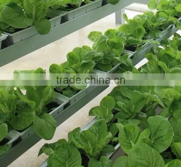 Tomato Greenhouses Structure With Hydroponic System photo-2