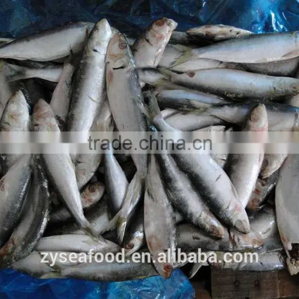 New Stock Sardine Seafood Supplier for Export photo-2