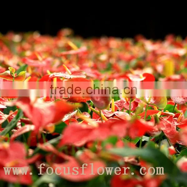 Wholesale Fresh Cut Flower Plants Anthurium From Kunming photo-4