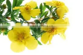 Evening Prime Rose Oil photo-5