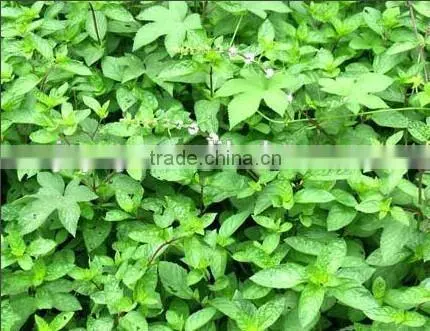 Notopterygium Oil photo-4