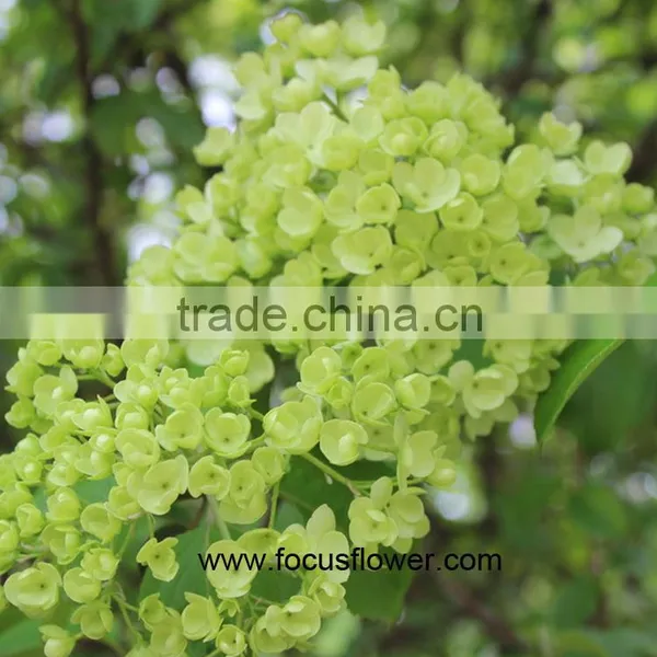Hot Selling Fresh Cut Hydrangea With 50cm Long Stem photo-3