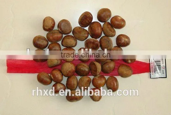 Health Food 40-50, 50LB Gunny Bag Chinese Fresh Chestnuts Wholesale Chestnuts for Spain photo-5