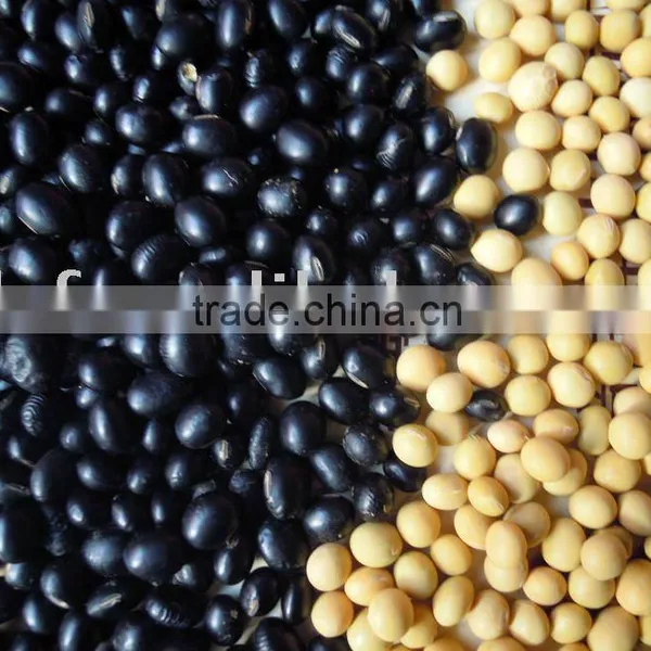 Black &yellow Soya Bean 2010