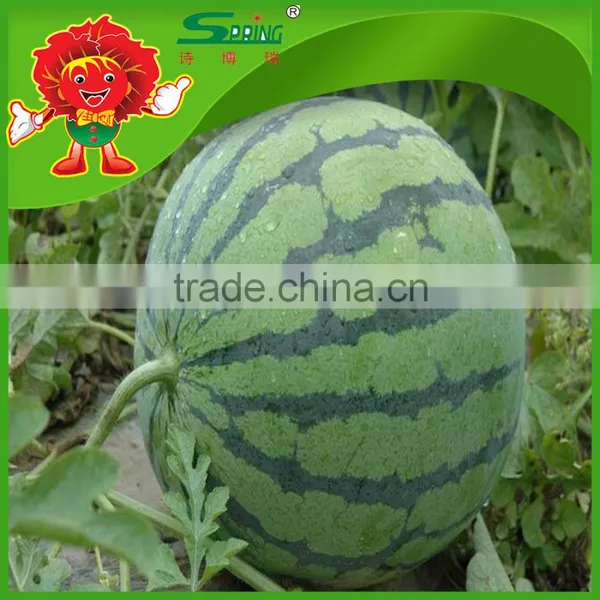 Melon photo-2