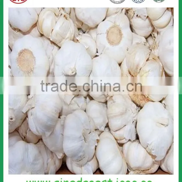 JNinxiang White Garlic in Mesh Bag or Carton photo-4