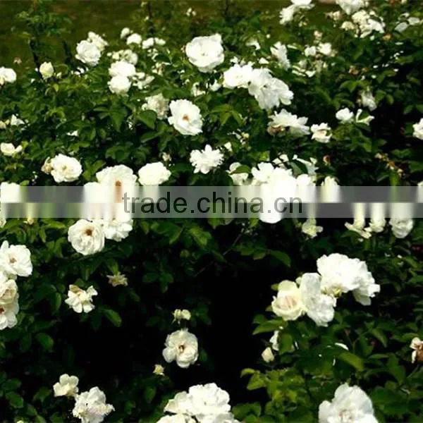 Fresh Cut Flowers Suppliers White Rose Flowers photo-6