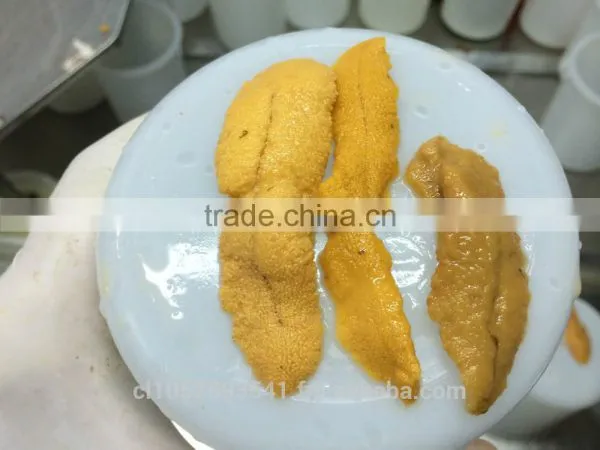 UNI Sea Urchin photo-5