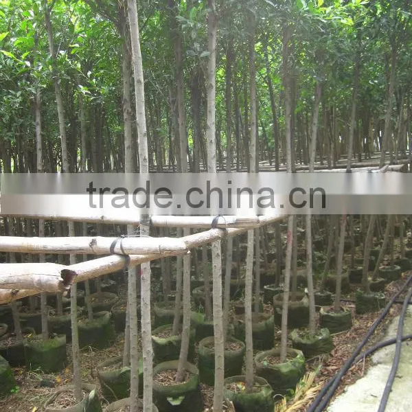 Ficus Nitida Landscaping Trees for Outdoor photo-5