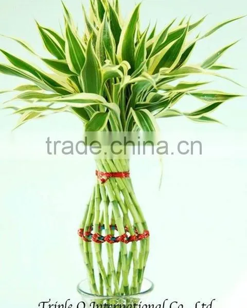 Lucky Bamboo photo-5