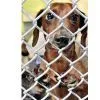 Diamond Fence,Chain Link Fencing ,fencing